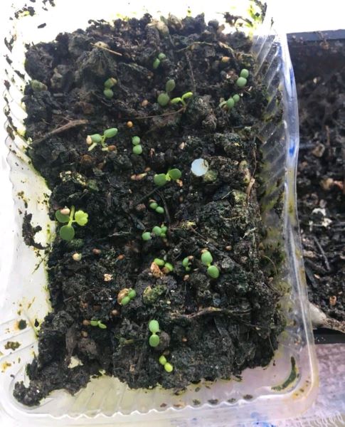 草莓种子怎么种植「草莓种子怎么种植方法 在家盆栽」_1